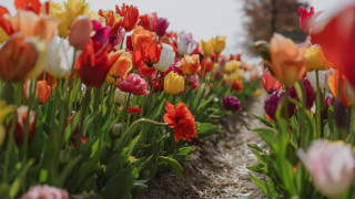 Flower field bokeh colorful sky - a sky background in the background free wallpaper