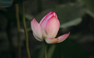 Pink flower green stem blurry 2 - a single flower in the foreground free wallpaper