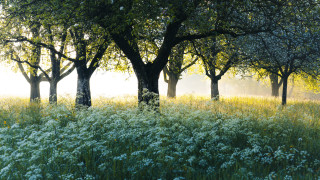 Field trees flowers fog sunbeam - photograph free wallpaper for desktop