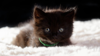 Small kitten green collar white - a green collar free wallpaper