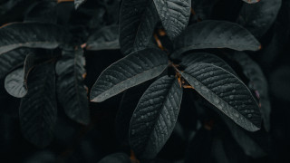 Close up plant leaves black 3 - a white spot free wallpaper