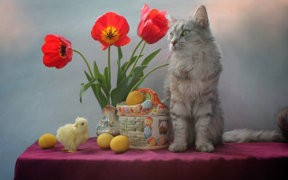 Cat basket flowers chick food - david teniers iii free wallpaper