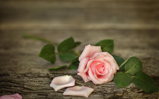 Pink rose wooden surface petals - a wooden surface free wallpaper for desktop