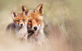 Foxes tallgrass camera artist animals - two fox free wallpaper