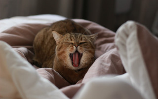Cat yawning bed pinkblanket whitepillow - a pink blanket free wallpaper