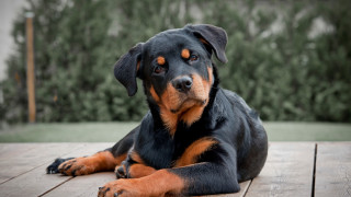 Dog laying wooden deck forest - dog free wallpaper