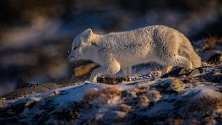 Polar bear snowy hill aurora - rock and grass free wallpaper