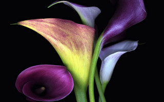 Purple flower green stem black - photorealistic imagery free wallpaper