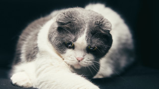 Cat serious green eyes black - a black surface free wallpaper for desktop