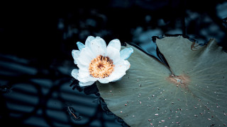 White flower leaf pond ripples - lightroom free wallpaper