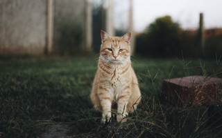 Sad cat in grass portrait - a portrait free wallpaper for desktop