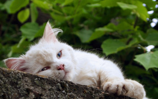 White cat on branch with - top of a tree branch next free wallpaper