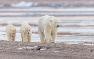 Polar bears beach water sand - wildlife photography free wallpaper for desktop