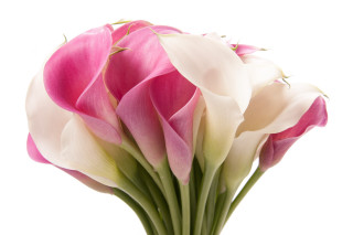 Bouquet pink white flowers vase - art deco free wallpaper