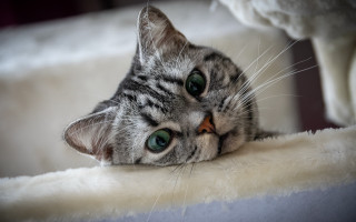 Cat blanket bed stuffed animal - top of a bed next free wallpaper