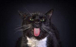 Black white cat tongue out - tongue free wallpaper for desktop