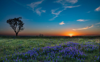 Sunset tree field blueflowers clouds - a tree and a sunset in the background free wallpaper