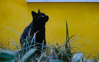 Black cat yellow wall grass - ghibli free wallpaper