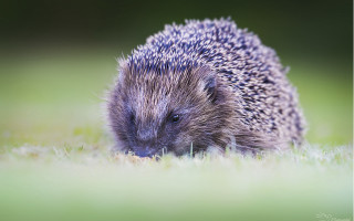 Hedgehog grass daytime sun tiltshift - a hedgehog free wallpaper