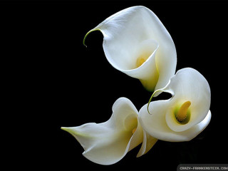 Two white flowers black background - a white flower free wallpaper