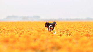 Dog running yellow flowers open - his mouth open free wallpaper