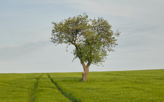Lone tree green field trail - david inshaw free wallpaper
