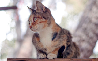 Cat wooden table trees window - a wooden table free wallpaper