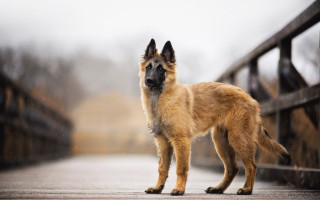 Dog bridge rain photorealism tiltshift - the camera man free wallpaper for desktop