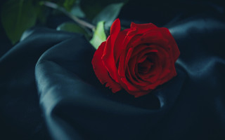 Red rose black cloth green - a stem free wallpaper