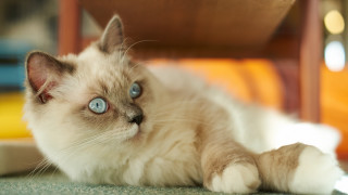 Blue eyes cat on floor - the floor next free wallpaper