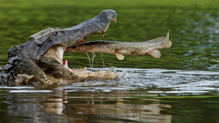 Alligator eating fish photorealistic boat - its tooth free wallpaper