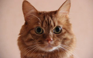 Surprised cat pink background white - fedot sychkov free wallpaper