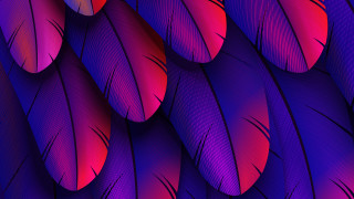 Purple red feathers red center - feather free wallpaper for desktop