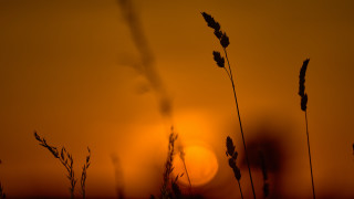 Sunset tallgrass baretree campfire moon - a few tall grass free wallpaper
