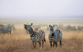 Zebras tallgrass outdoors realistic wildlife - a sky background in the background free wallpaper