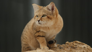 Cat rock sad illustration animal - top of a rock free wallpaper