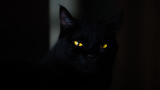 Black cat yellow eyes gothic 13 - eye free wallpaper for desktop