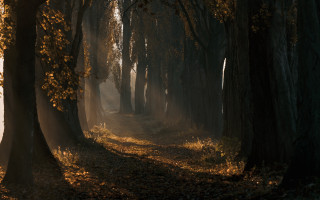 Forest path sunshine leaves autumn - photorealistic lighting free wallpaper