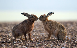 Rabbits sitting in grass mulch - their head free wallpaper for desktop
