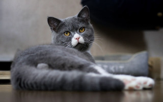 Regal cat trio blurry depth - brenda chamberlain free wallpaper