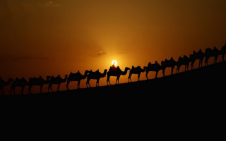 Camels silhouette sunset desert landscape - egyptian art free wallpaper
