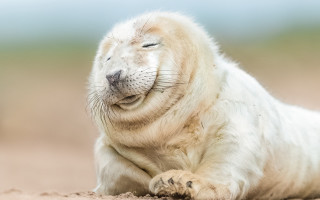 White seal beach green field 2 - a sandy beach next free wallpaper