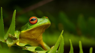 Red eyed frog green plant 3 - frog free wallpaper