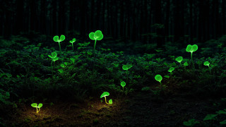 Glowing plants dark forest bioluminescence - bioluminescence free wallpaper