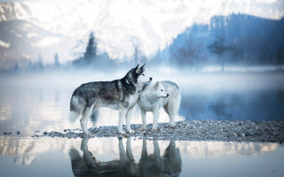 Wolf shore lake mountains fog - two wolf free wallpaper
