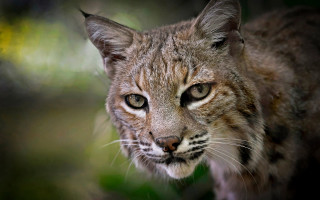 Cat closeup blurry background dog - and a blurry background free wallpaper