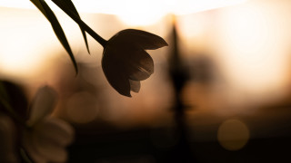 Flower background light macro backlighting - charles rennie mackintosh free wallpaper for desktop