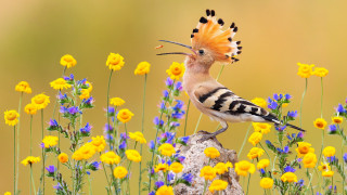 Bird long beak flower field - a long beak free wallpaper