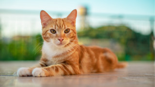 Cat lying blurry background animal - the camera free wallpaper for desktop
