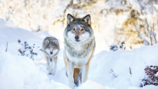 Wolves walking snow woods nature 2 - two wolf free wallpaper